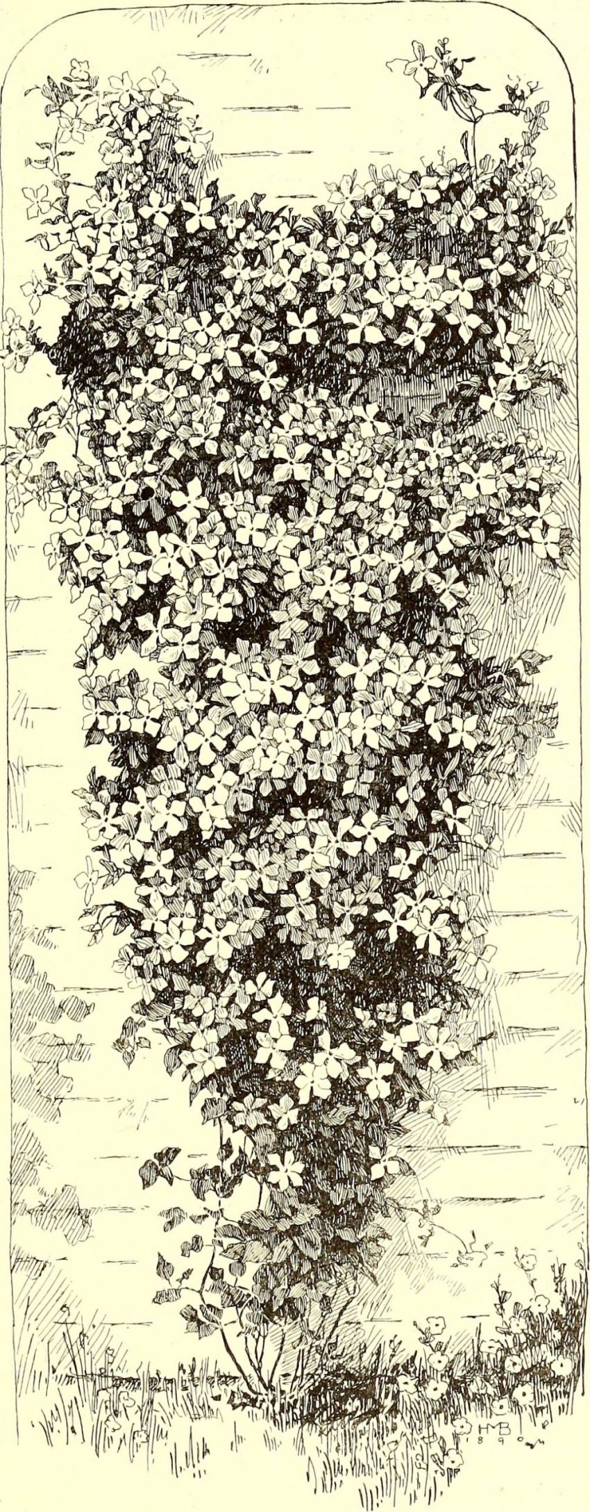 garden soil hands (foto: Internet Archive Book Images / No restrictions, Wikimedia Commons)