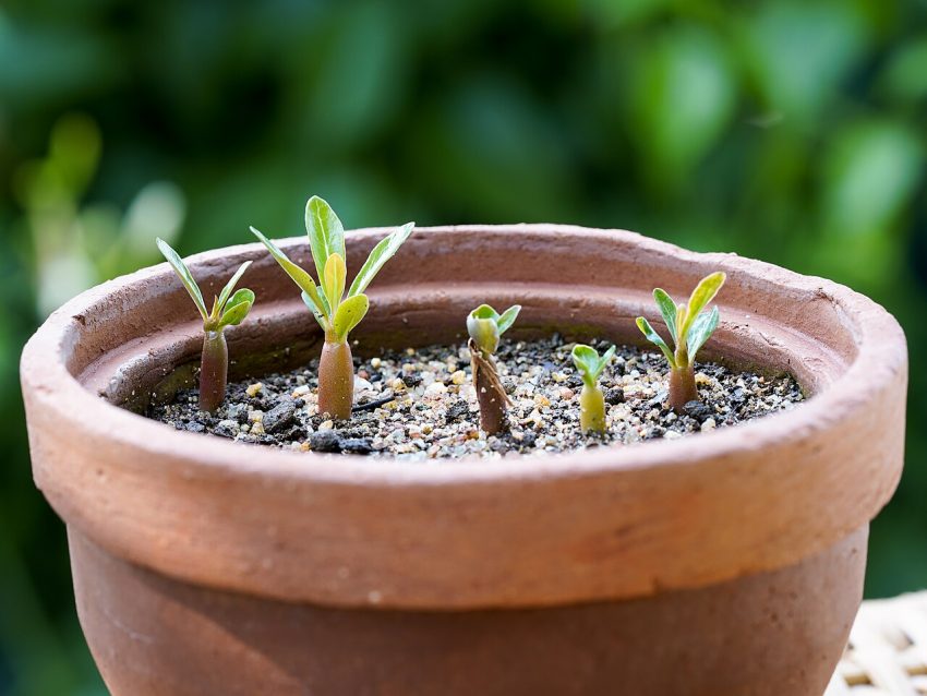 seedlings pots (foto: This Photo was taken by Timothy A. Gonsalves.  Feel free to use my photos, but please mention me as the author.  I would / CC BY-SA 4.0, Wikimedia Commons)