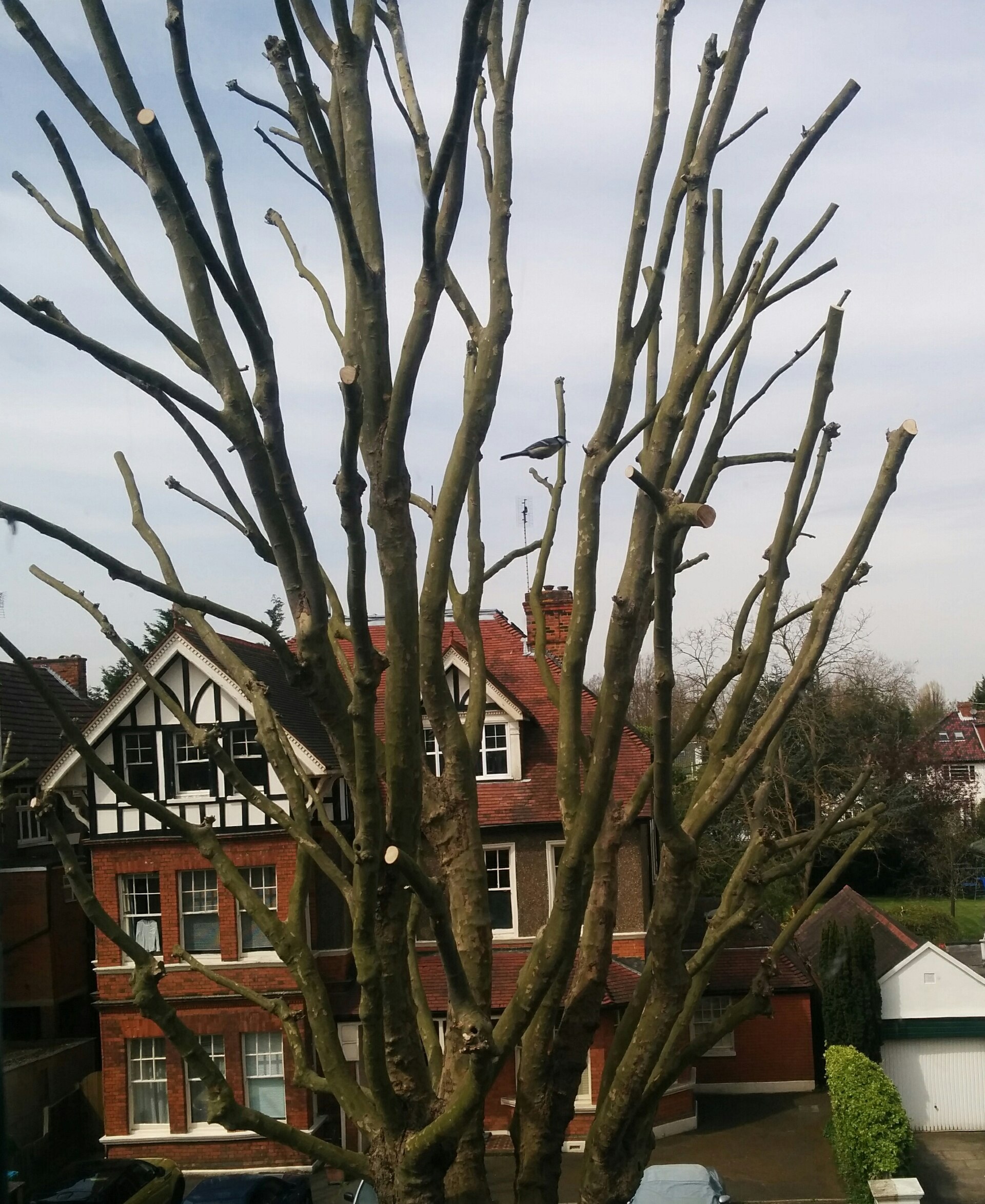 pruned branches pile