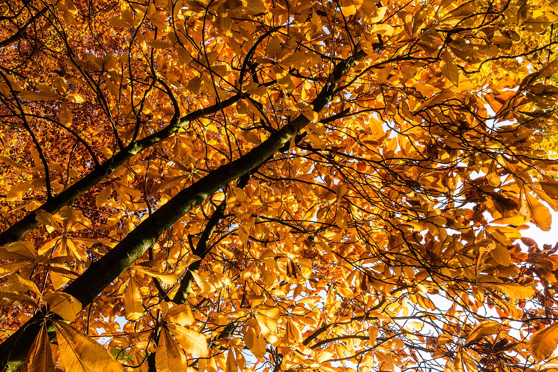 autumn garden tools