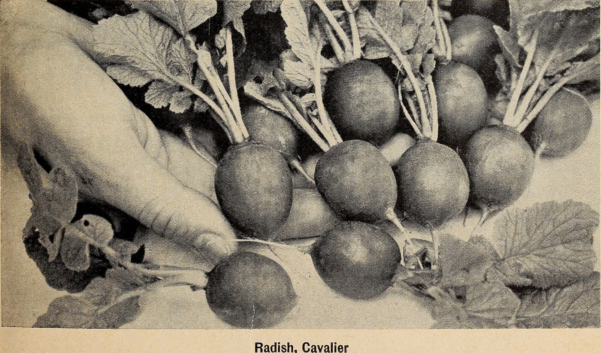 turnip roots bunch