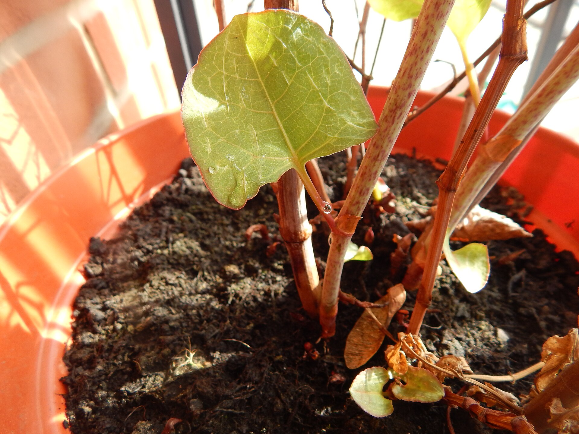 japanese knotweed leaves