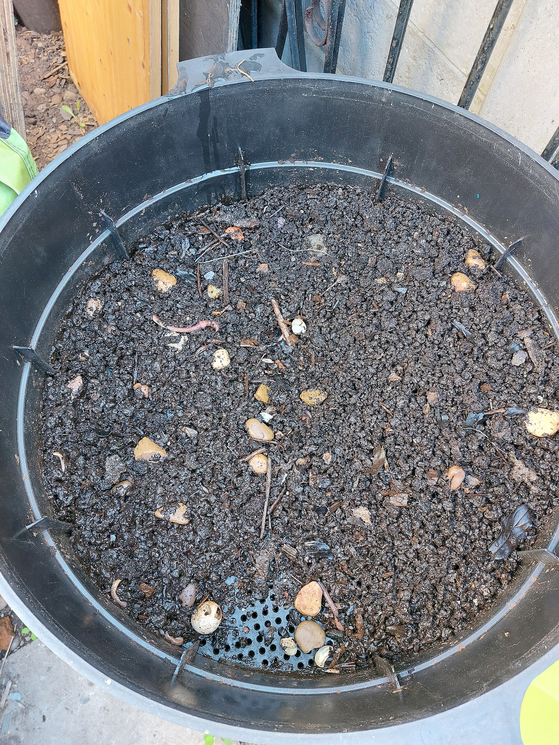 compost worms bin