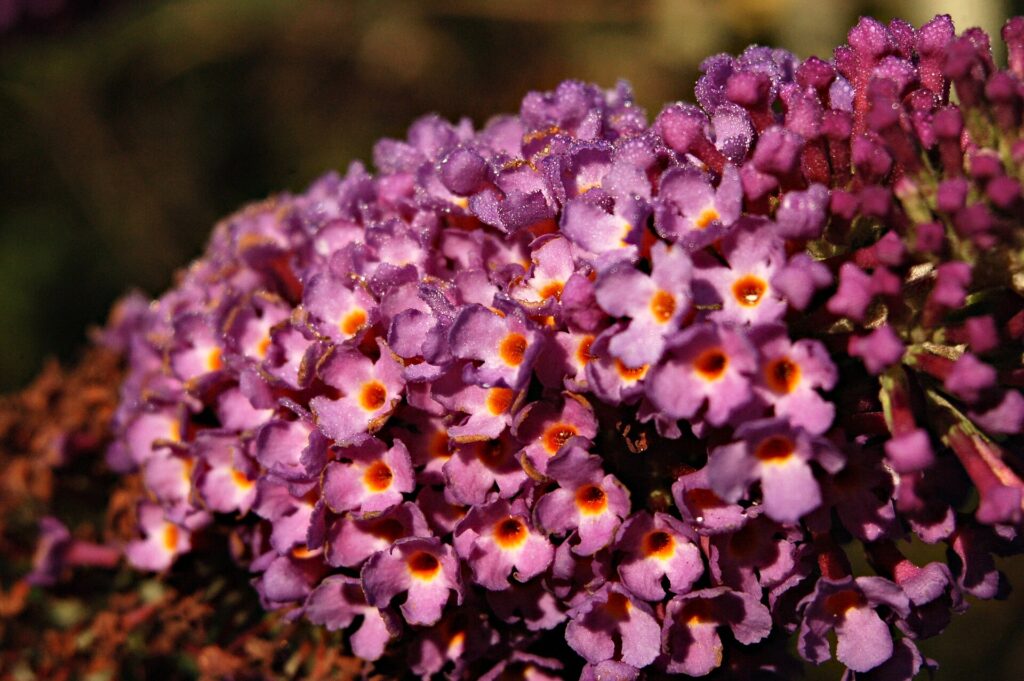 Longues grappes mauves de buddleia en fleur, un papillon posé sur l'une des inflorescences