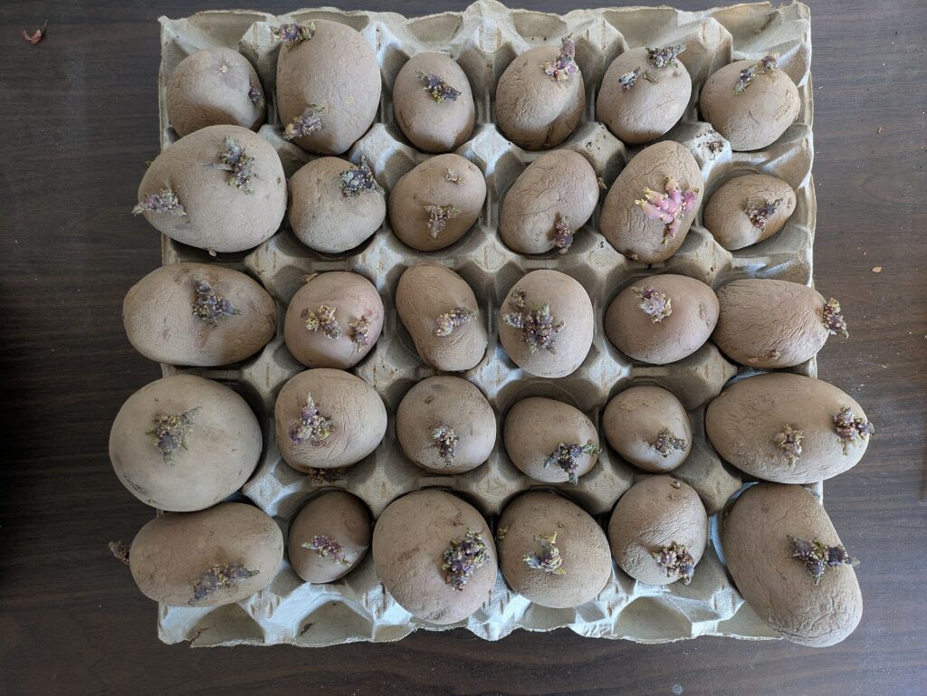 Plants de pomme de terre en pr&eacute;-germination dans une caissette, germes courts et trapus tourn&eacute;s vers la lumi&egrave;re