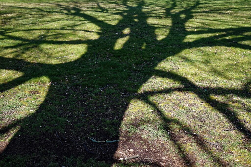 Ombre longue d'un arbre projetée sur une pelouse en fin d'après-midi d'automne