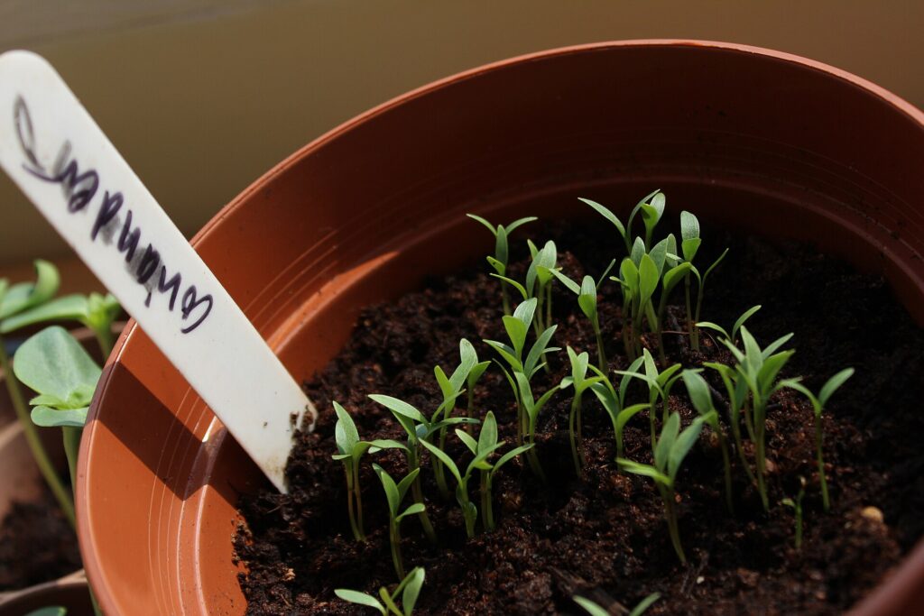 Jeunes plants de coriandre levés en poquets, premières feuilles découpées au-dessus des cotylédons