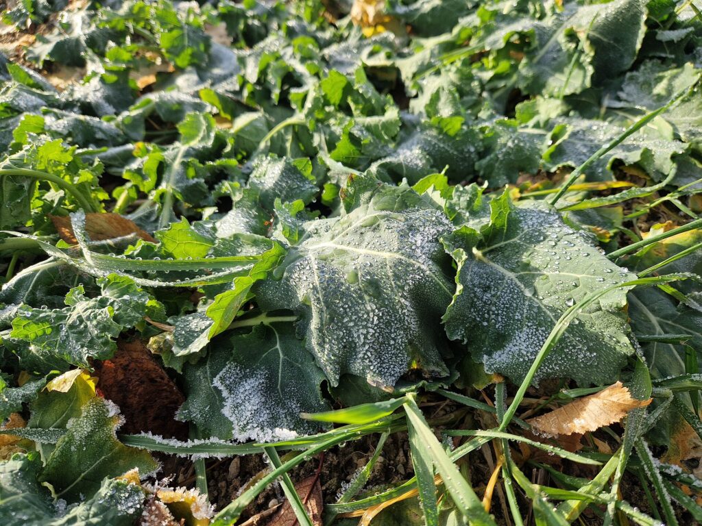 Givre d&eacute;pos&eacute; au petit matin sur des feuilles de l&eacute;gume, cristaux blancs marquant les nervures