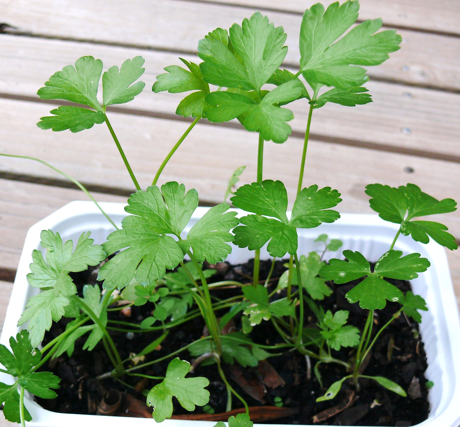 Touffe de persil plat dans une jardinière, feuilles vert foncé serrées au-dessus du terreau