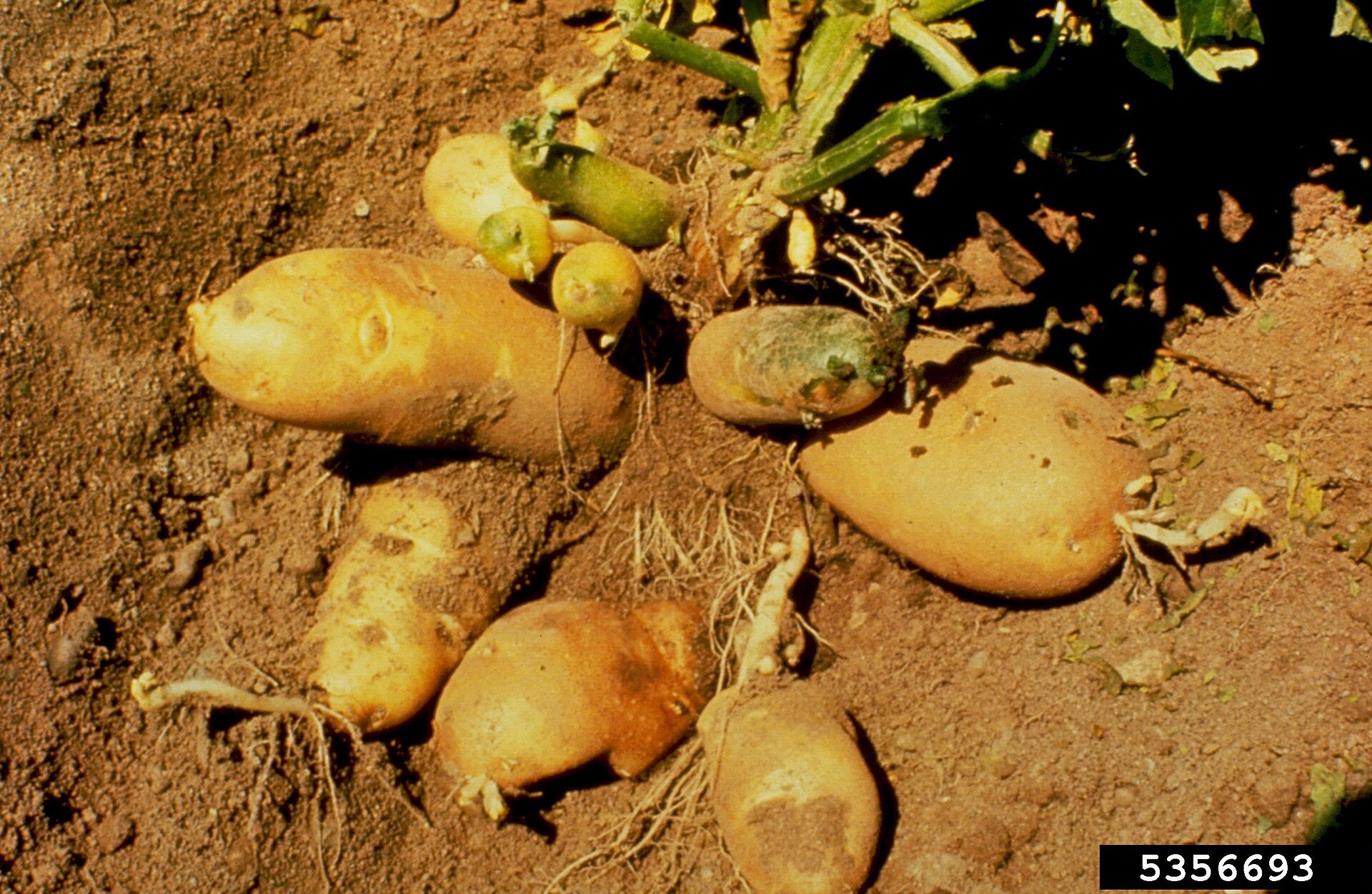 Tubercules de pomme de terre fraîchement arrachés, encore couverts de terre, dans une cagette