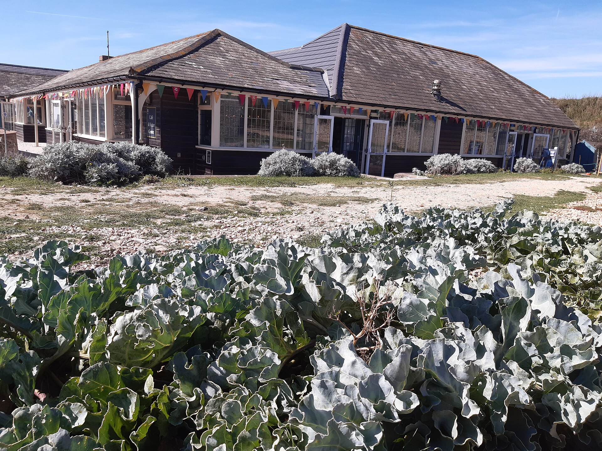 Pied de chou kale frisé aux feuilles vert bleuté dressées, cultivé en bac sur un balcon