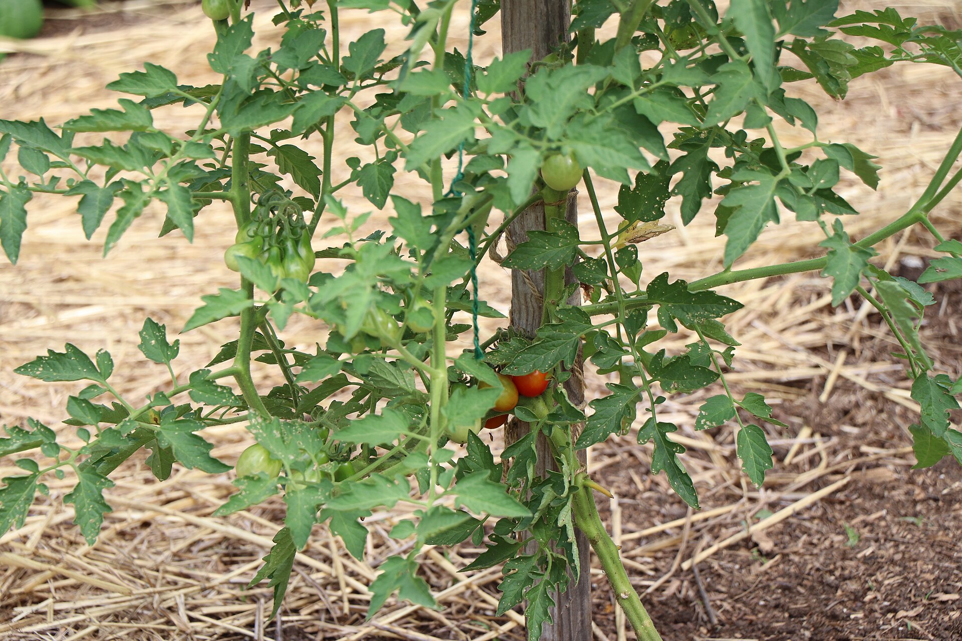 Tomates rouges bien mûres encore attachées à leur tige, entourées de feuillage vert