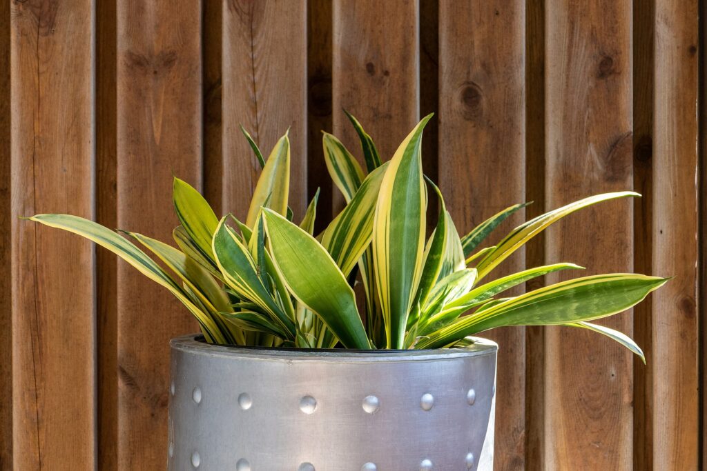 Sansevieria aux feuilles dress&eacute;es et ray&eacute;es dans un pot en terre cuite, pr&egrave;s d'une fen&ecirc;tre