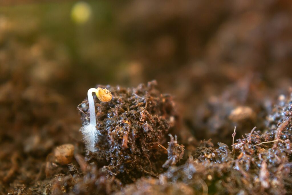 Graines en germination sur papier humide, radicelles blanches sorties de plusieurs t&eacute;guments
