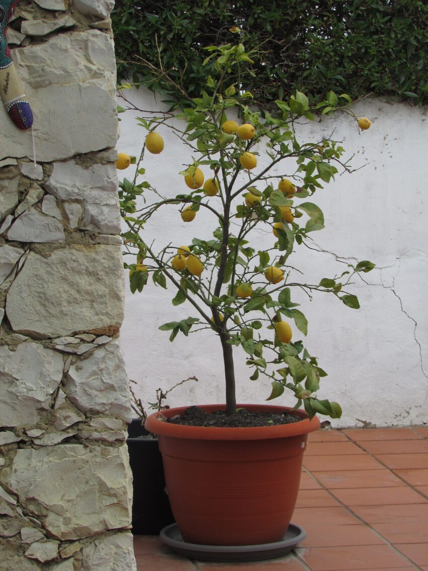 potted lemon tree