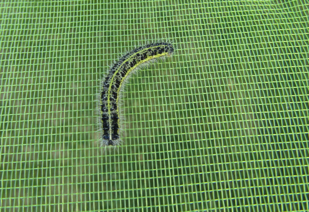 Chenille verte de pi&eacute;ride pos&eacute;e sur une feuille de chou perc&eacute;e de larges trous