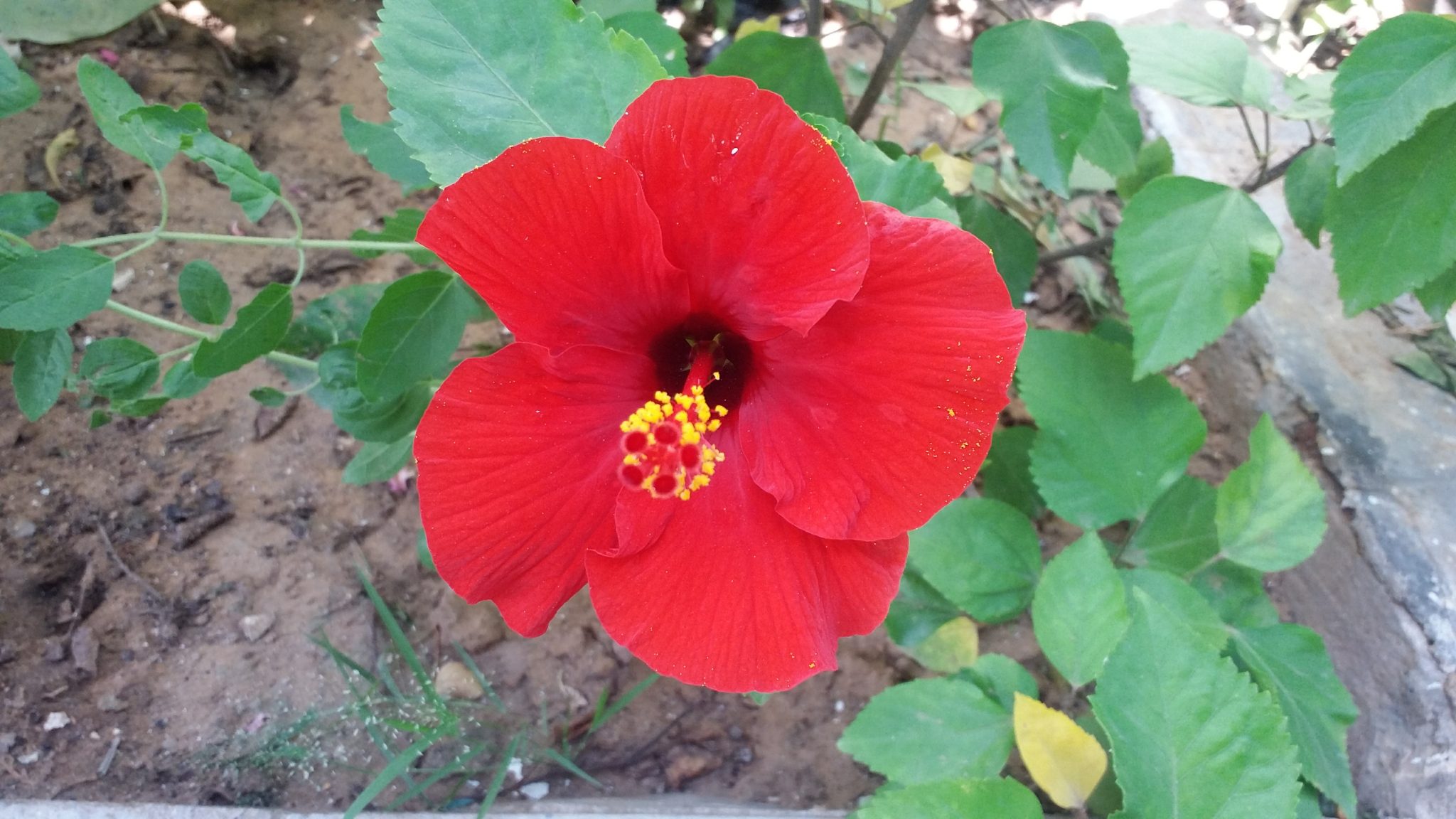 Fleur d'hibiscus rouge grande ouverte, étamines saillantes, feuillage vert brillant en arrière-plan