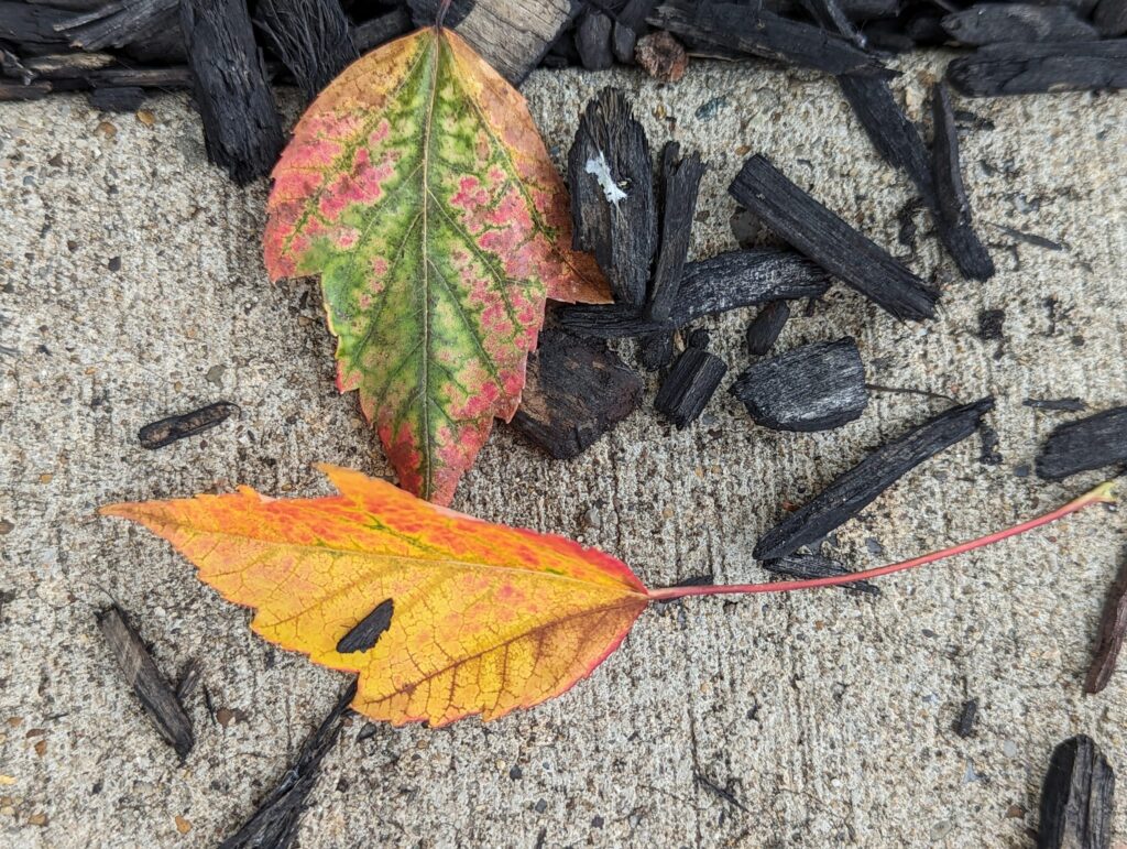 Couche de feuilles broyées étalée au pied d'arbustes, sol entièrement couvert entre les tiges