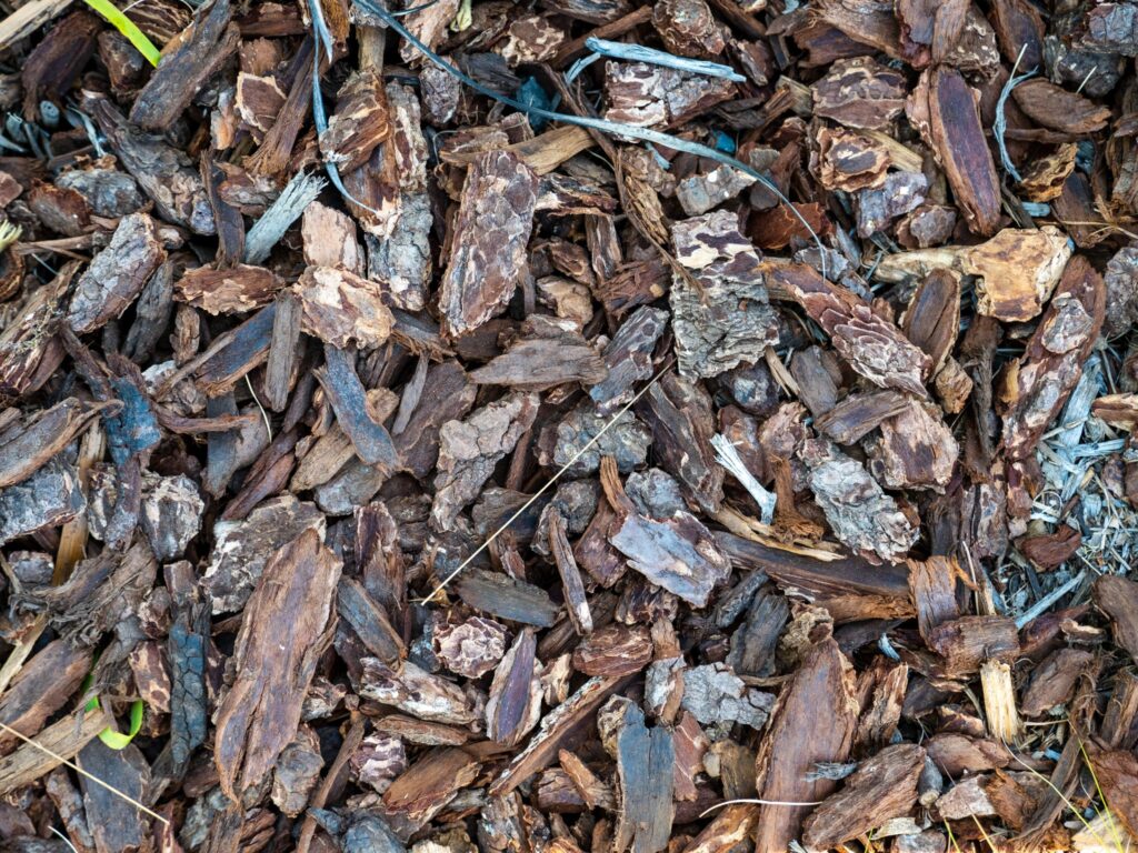 Couche de copeaux de bois clairs étalée au pied d'arbustes, sur une épaisseur régulière