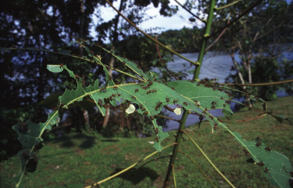Jeunes boutures repiqu&eacute;es dans de petits godets, tiges courtes et feuilles r&eacute;duites de moiti&eacute;