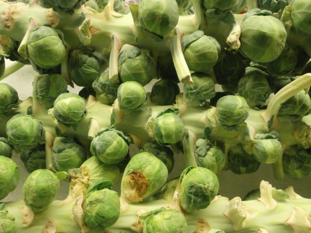 Tige de chou de Bruxelles couverte de petites pommes serr&eacute;es, feuilles basses retir&eacute;es
