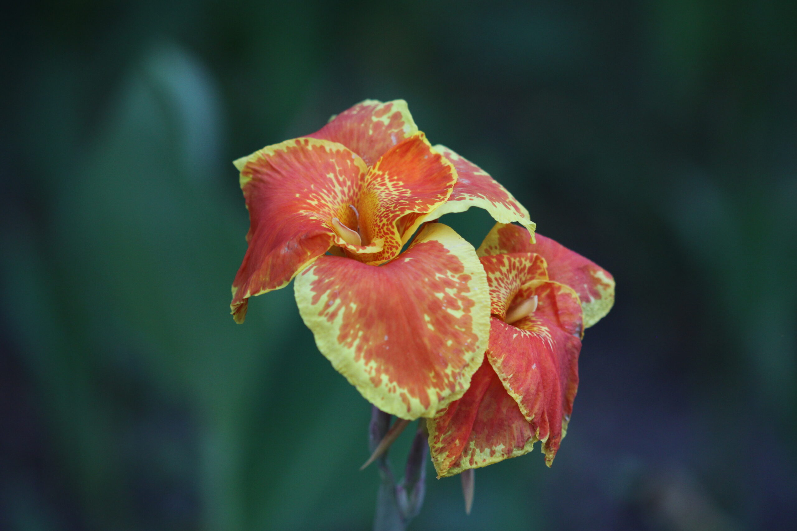 Fleur de canna rouge orangé ouverte au-dessus d'un large feuillage vert nervuré au soleil