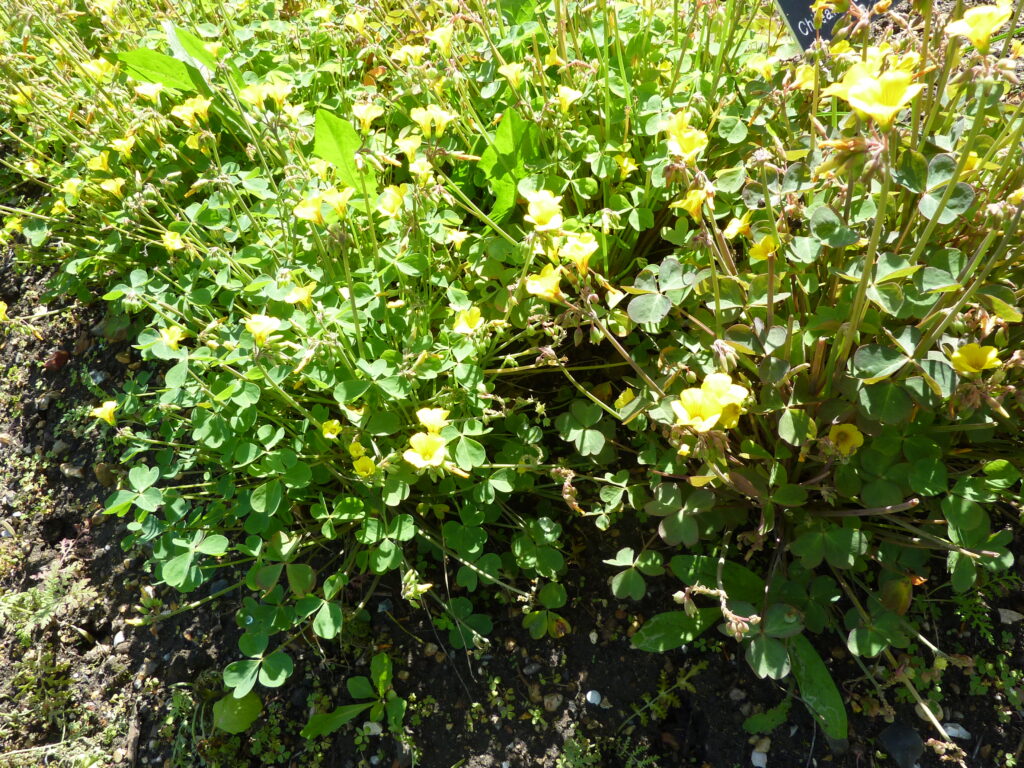 Touffe de feuilles larges et lanc&eacute;ol&eacute;es &agrave; nervure claire, poussant en rosette au ras du sol