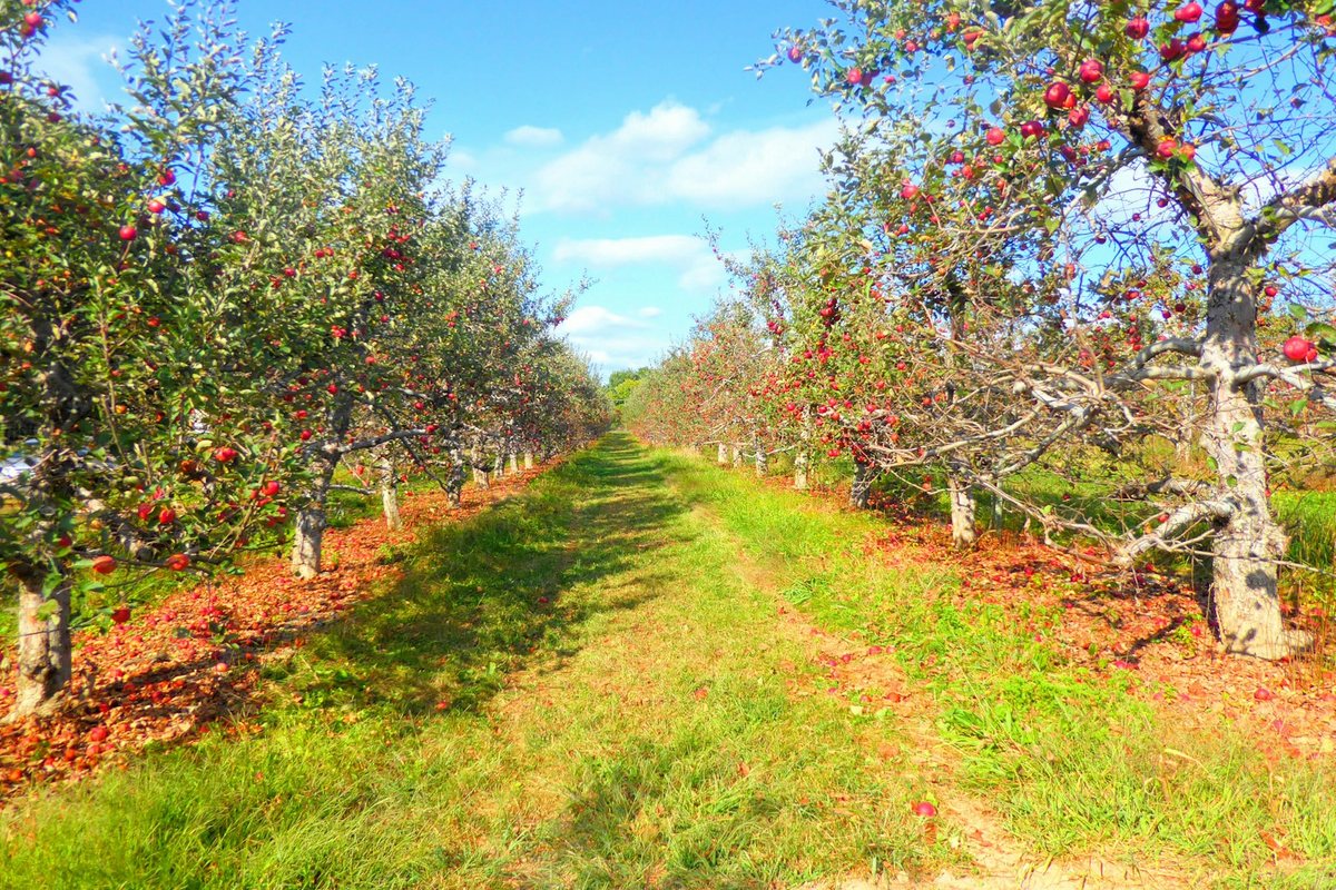 Arbres fruitiers: Récolter ses fruits