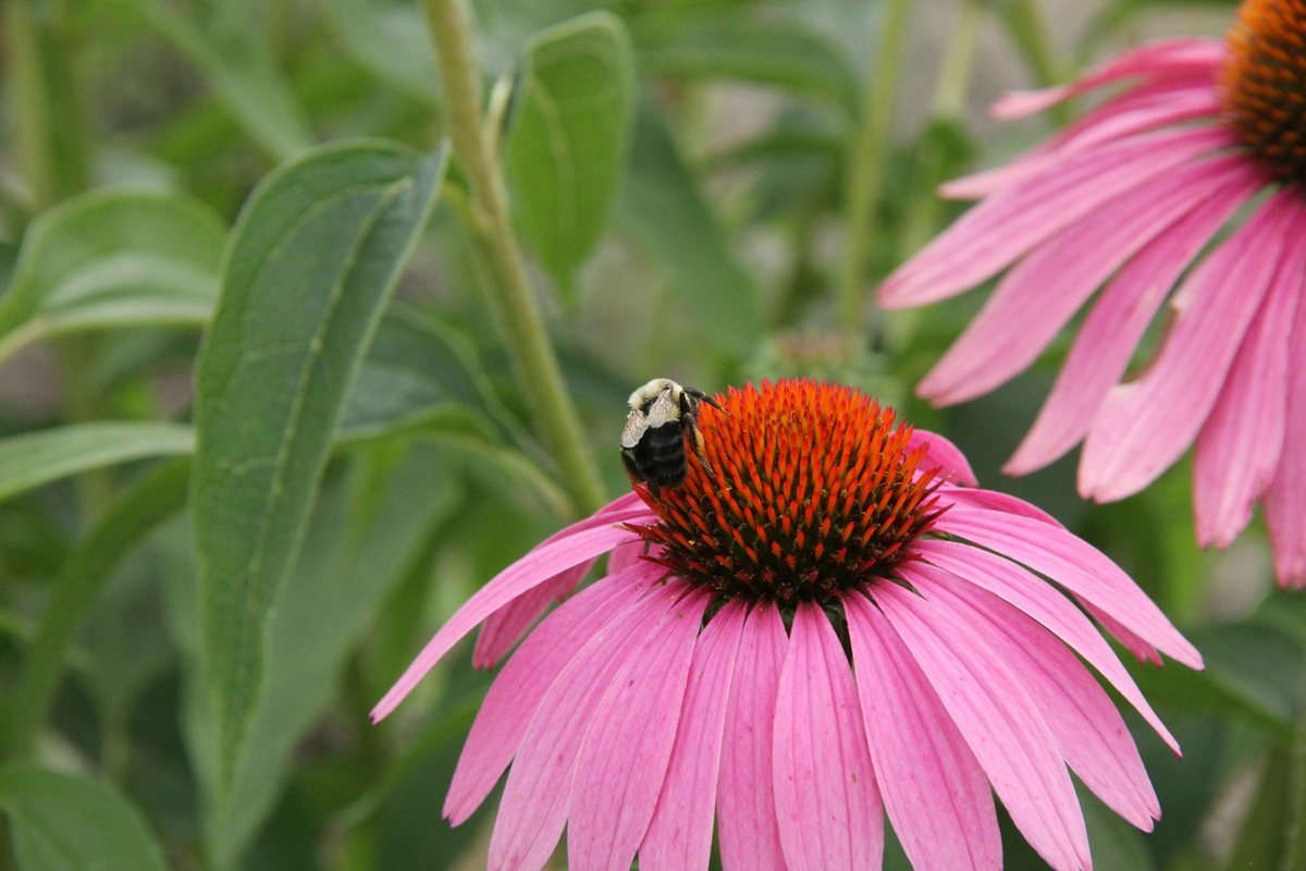 Comment attirer les pollinisateurs dans votre jardin urbain