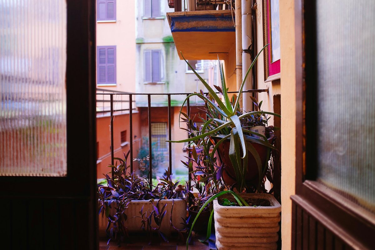 Comment choisir les bonnes plantes pour un balcon ensoleillé
