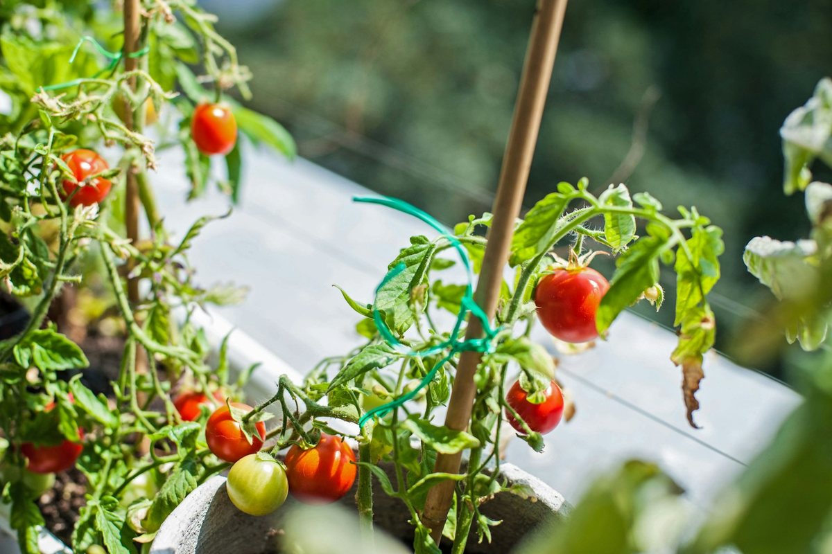 Container Gardening for Beginners: How to Grow Vegetables on Any Balcony