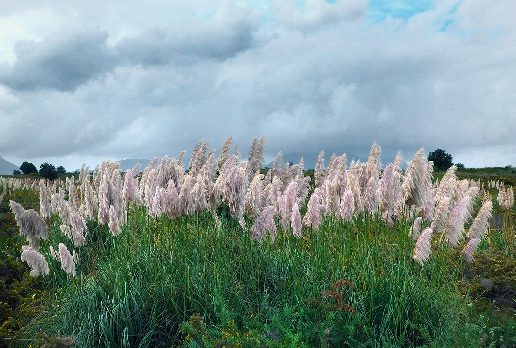 Touffe d'herbe de la pampa aux grands plumeaux argentés dressés au-dessus du feuillage