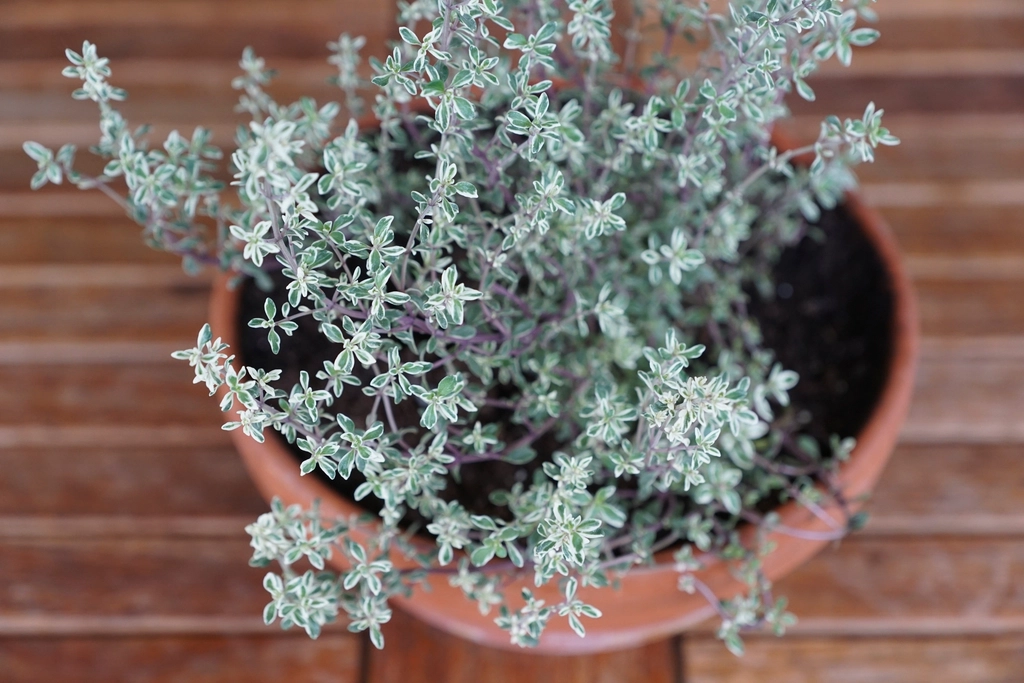 Pied de thym touffu dans un pot en terre cuite pos&eacute; sur un rebord de balcon