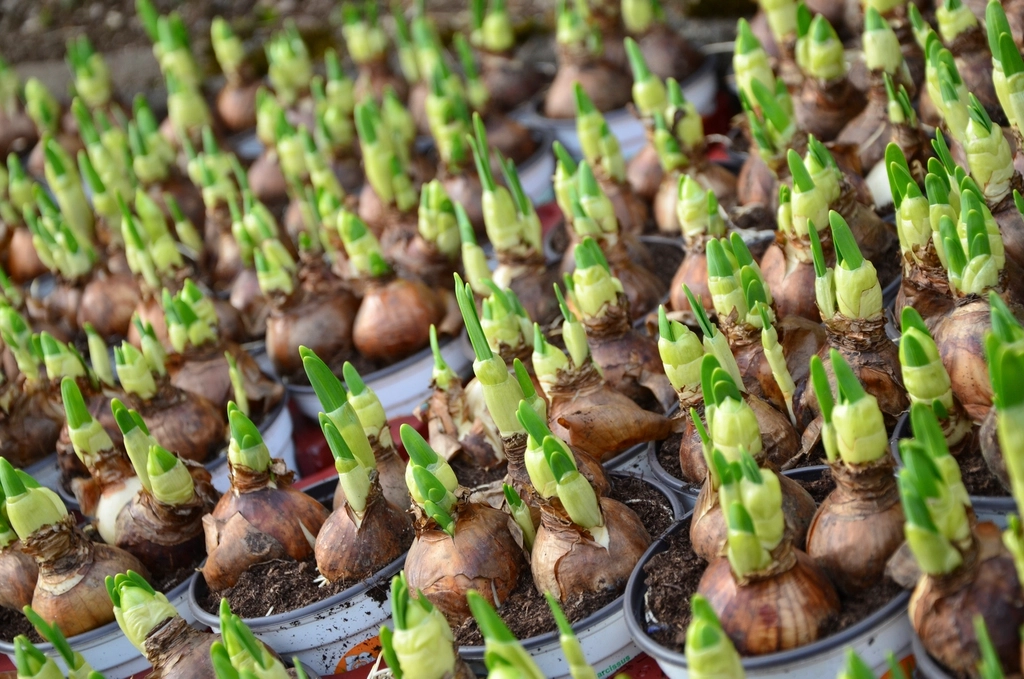 Bulbes de narcisses posés sur un substrat sombre, à côté d'un plantoir gradué