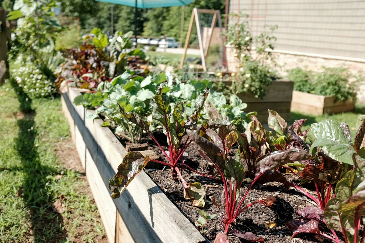 Edible Perennials for Cold Climates: A Working List