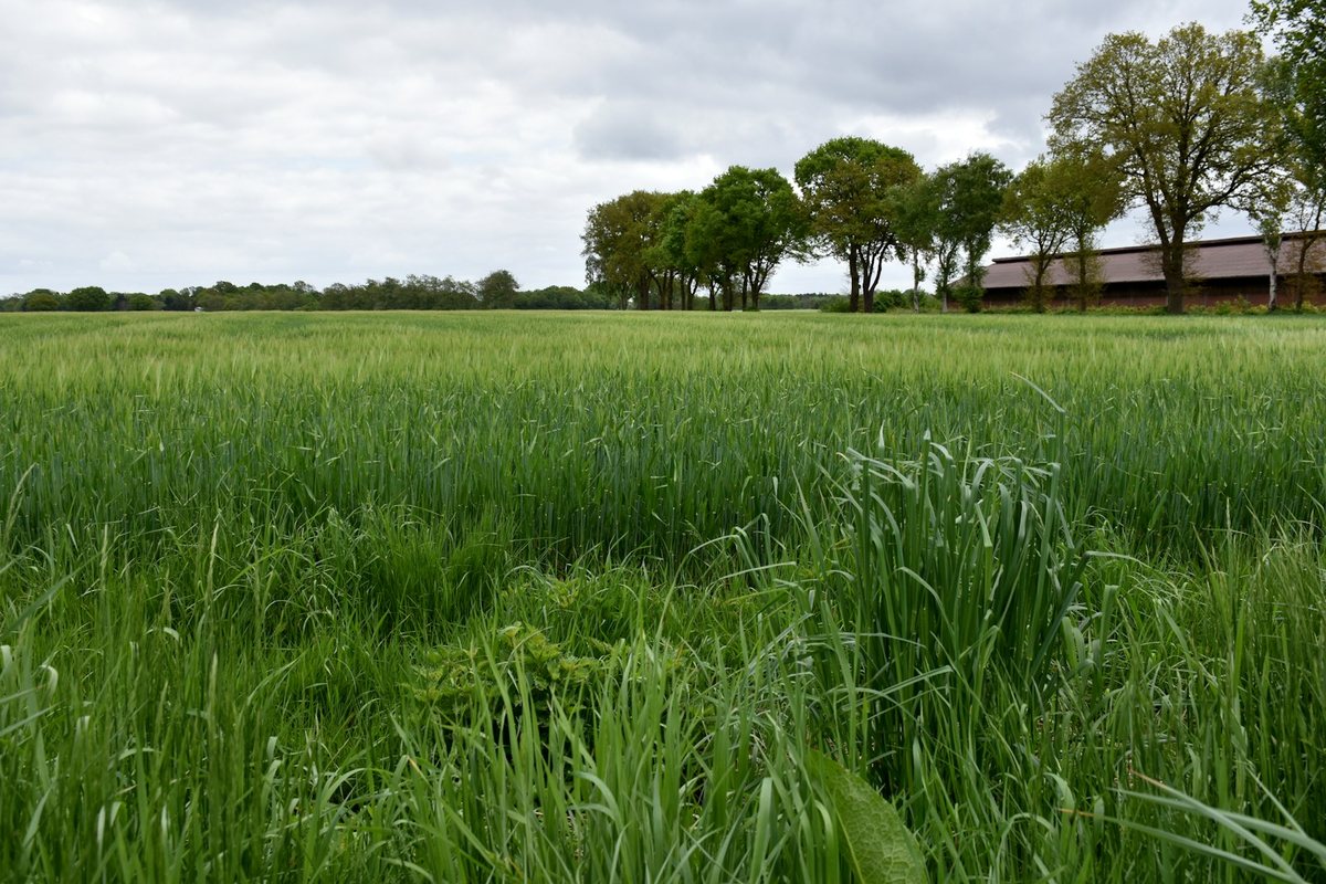 Engrais Verts et Couverts Vegetaux : Nourrir son Sol Naturellement
