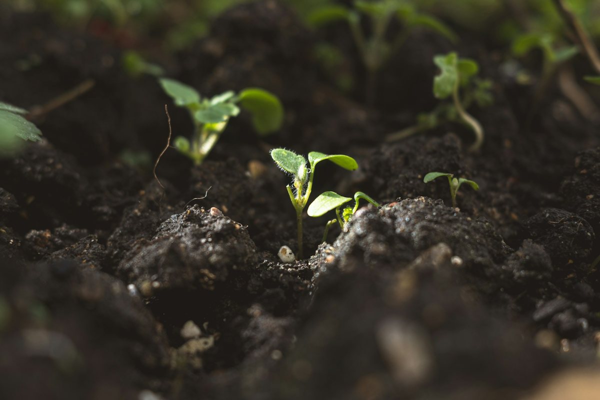 Fall Sowing Schedules: What to Plant When the Days Get Shorter