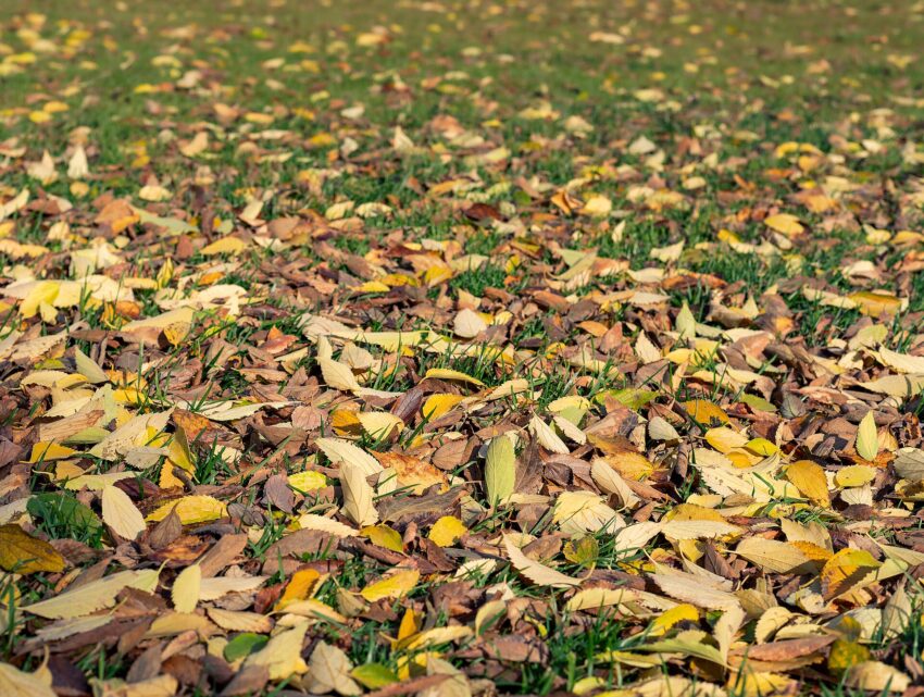 fallen autumn leaves