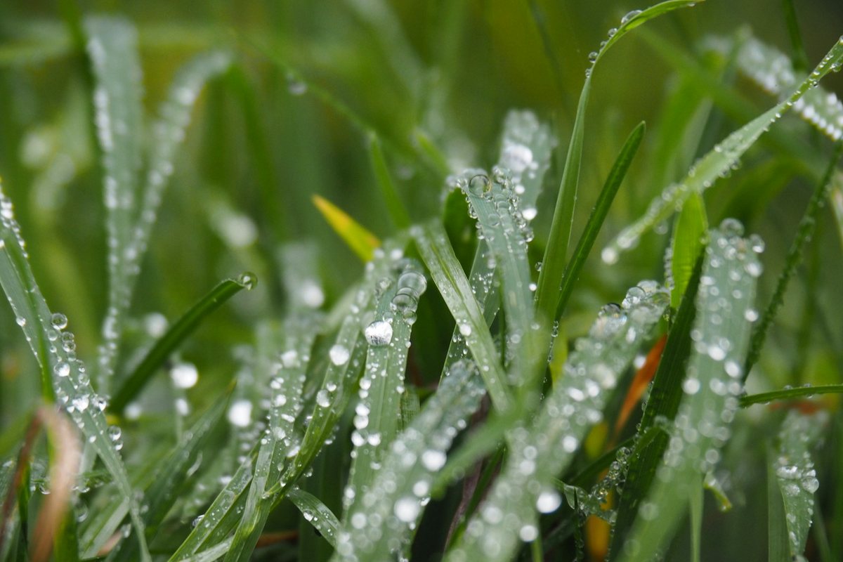 Jardins de pluie: Gérer l eau naturellement
