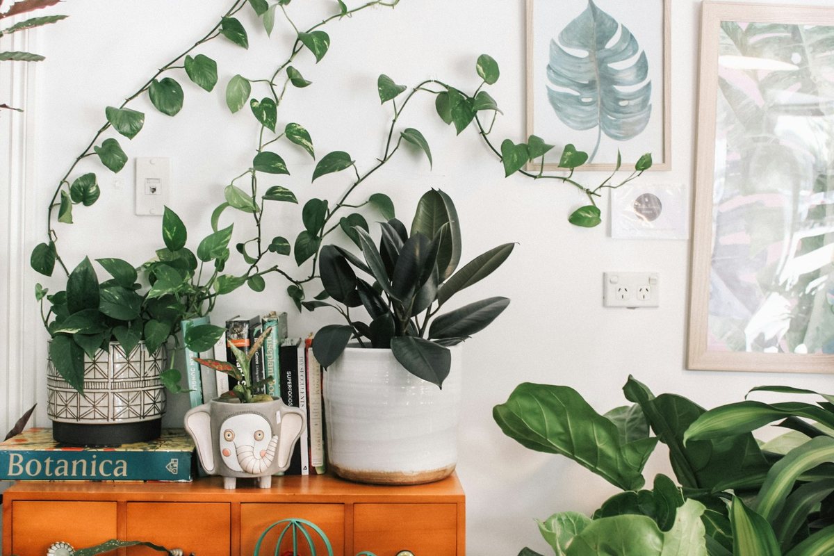 Les bienfaits des plantes d’intérieur pour votre bien-être