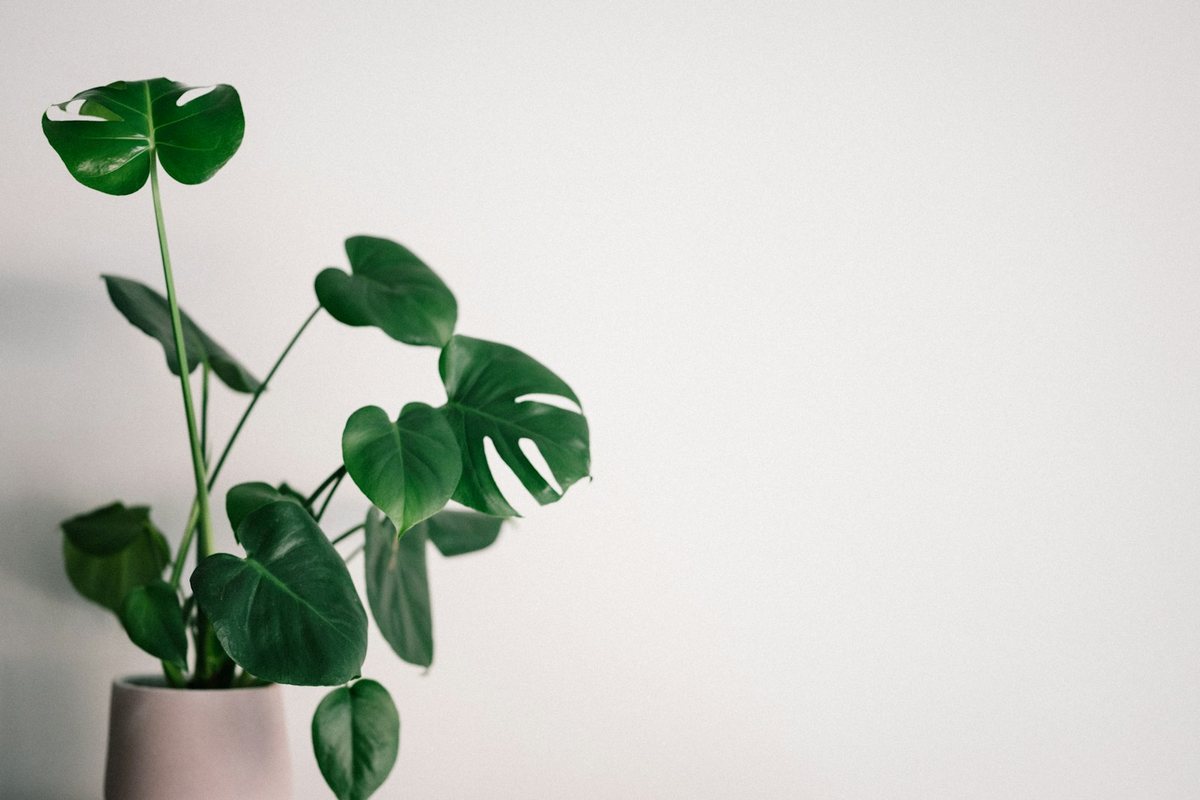 Les bienfaits des plantes sur la qualité de l’air en ville