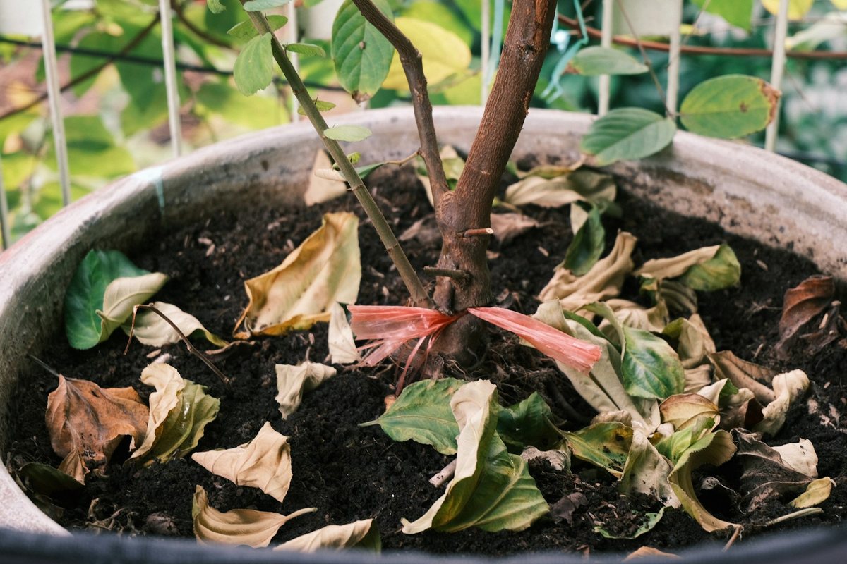 Les erreurs fréquentes à éviter en jardinage urbain