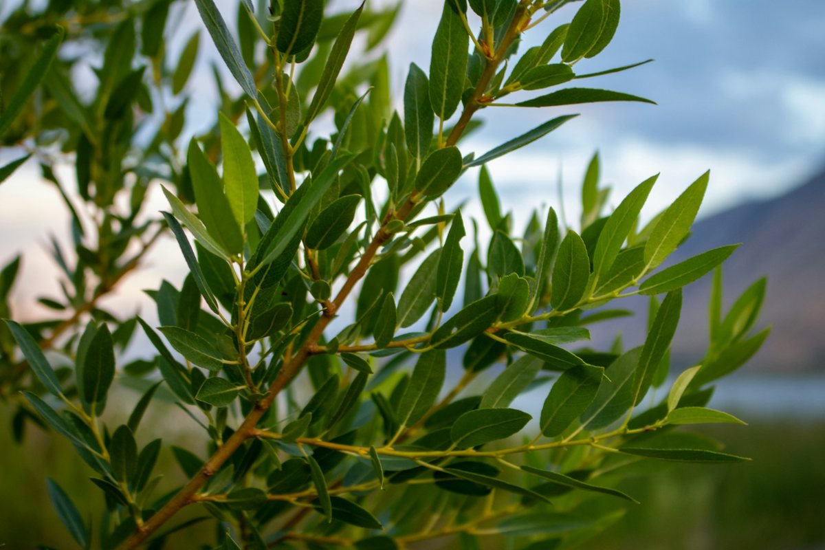 Les plantes adaptées aux climats urbains changeants