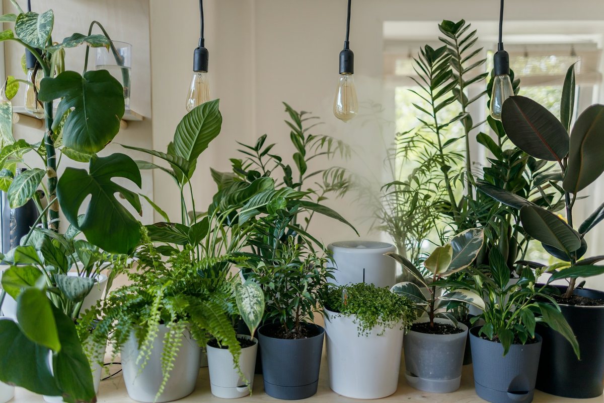 Les plantes dépolluantes à adopter chez soi