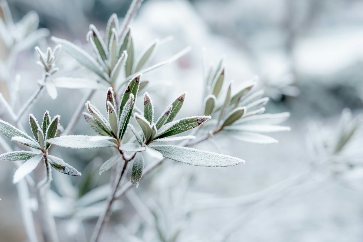 Les potagers de balcon en hiver : conseils pratiques