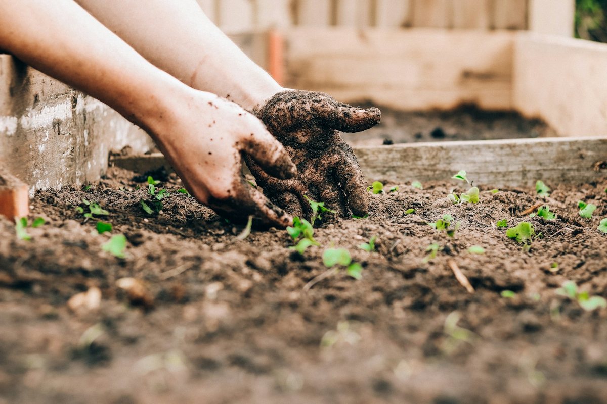 Les tendances en matière de jardinage bio en milieu urbain