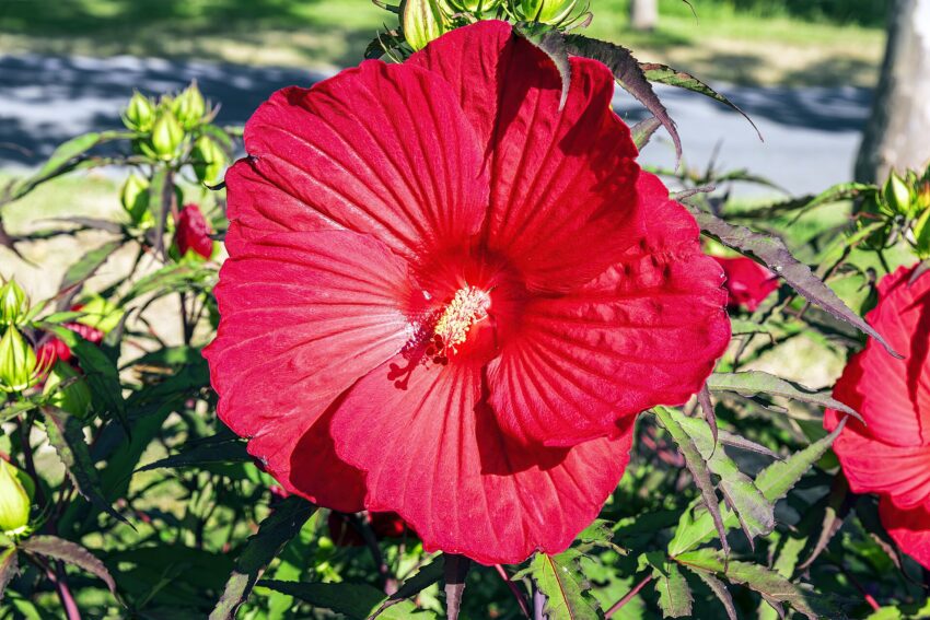red hibiscus flower