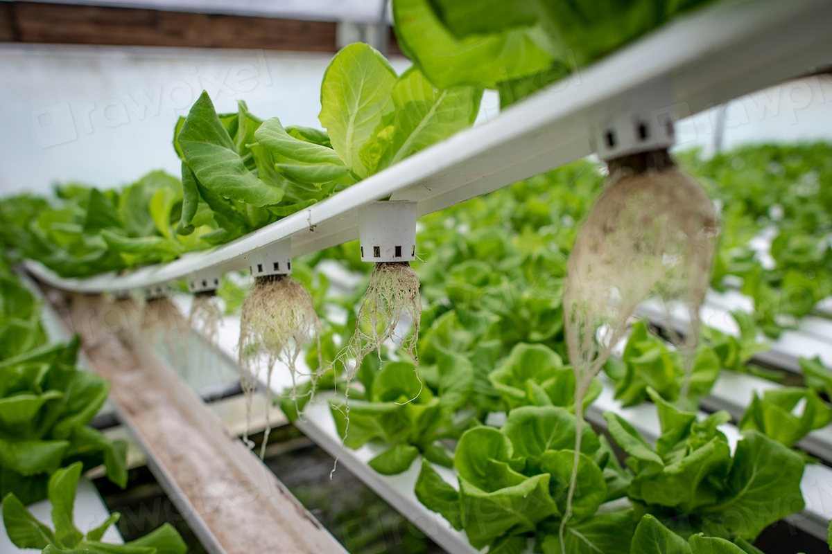 Permaculture in City Apartments: Closed-Loop Growing with Almost No Soil