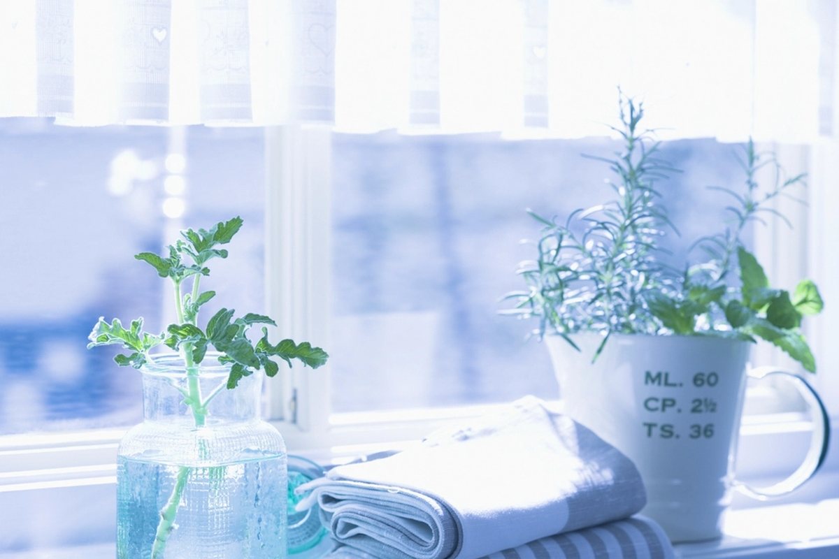 Les 10 Plantes Aromatiques Indispensables pour Votre Jardin Urbain