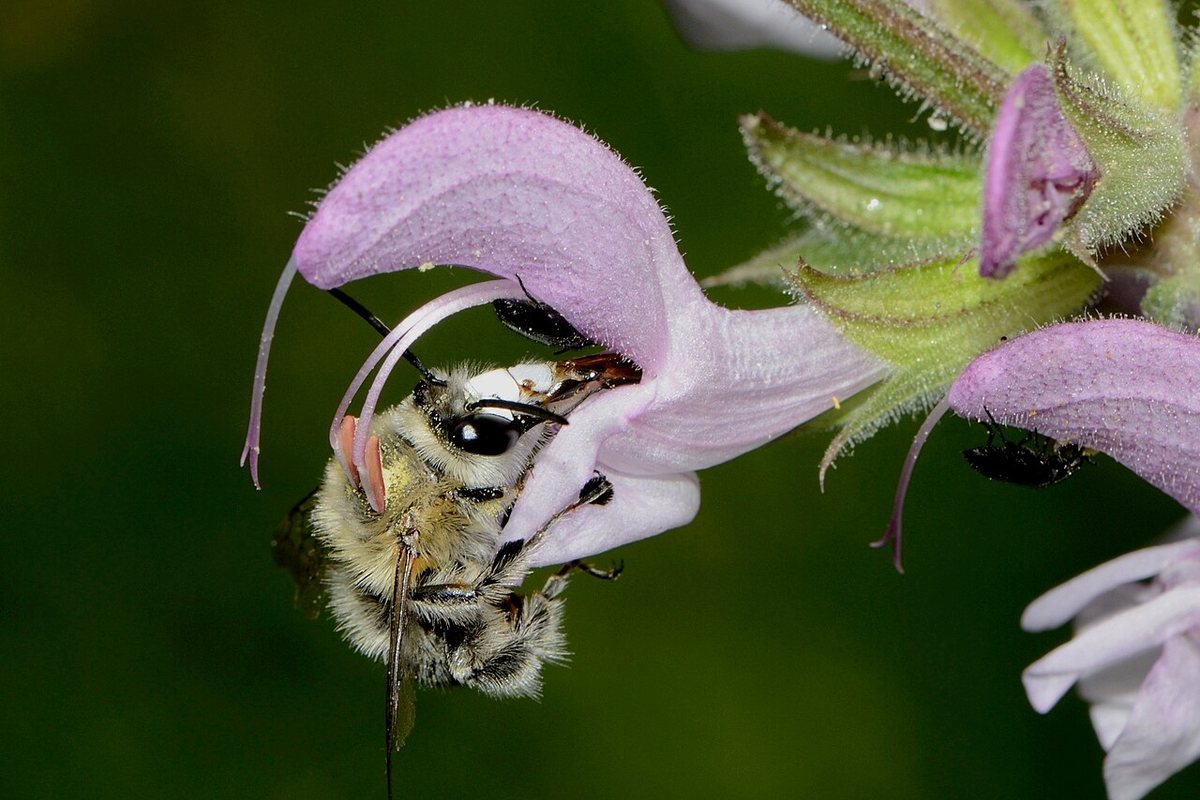 Plantes mellifères: Aider les abeilles
